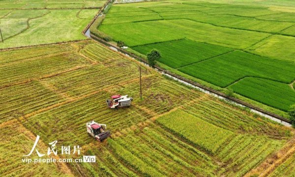 炒股开户要求 湖南常宁：冒酷暑 忙“双抢”